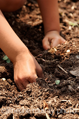 young children planting seeds in garden