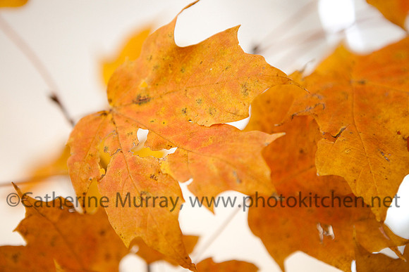 BAF_102112_PhotoKitchen_MG_0680
