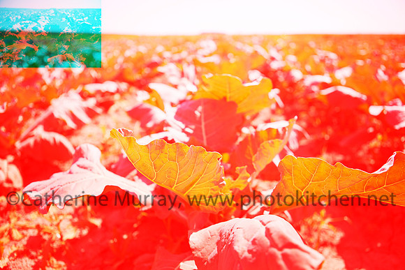 025_WAY082914_PhotoKitchen_MG_4474