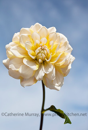 Flowers_PhotoKitchen_IMG_5489