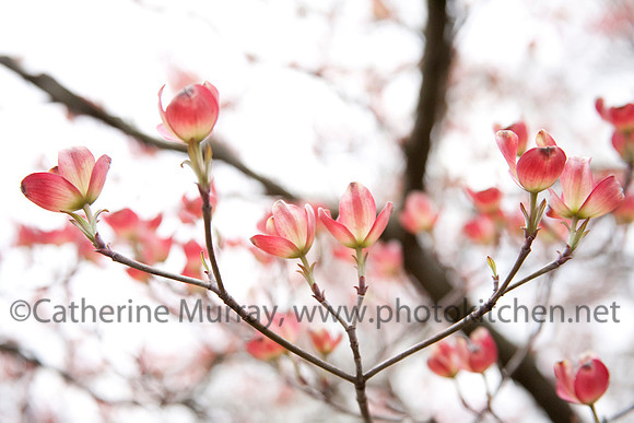 Spring_PhotoKitchen_MG_7883