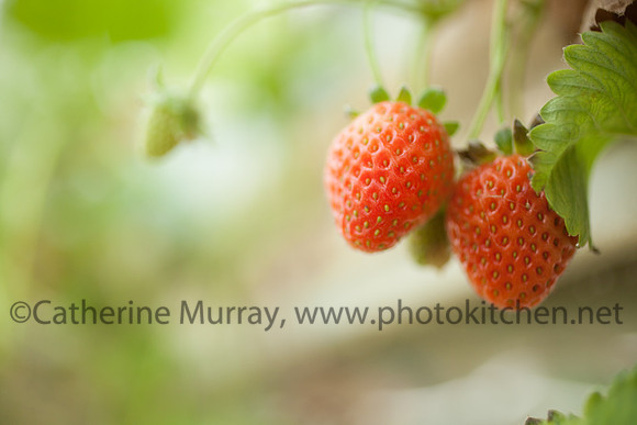 EC_VanScoy_PhotoKitchen_MG_2957