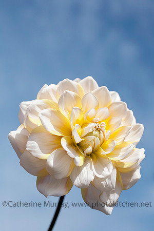 Flowers_PhotoKitchen_IMG_5506