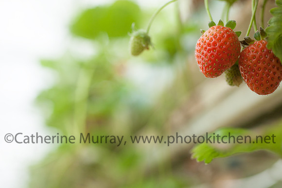 EC_VanScoy_PhotoKitchen_MG_2958