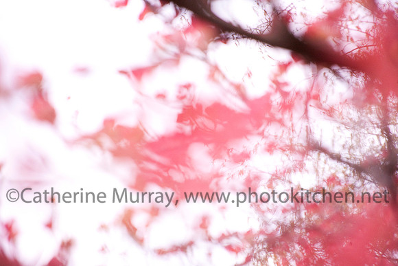 Spring_PhotoKitchen_MG_7866
