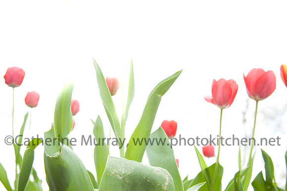 EC_Recipes_PhotoKitchen_MG_7236
