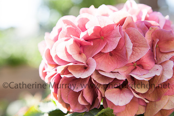 EC_FallRecipes081514_PhotoKitchen_MG_0203