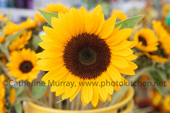WFM092714_PhotoKitchen_MG_2829