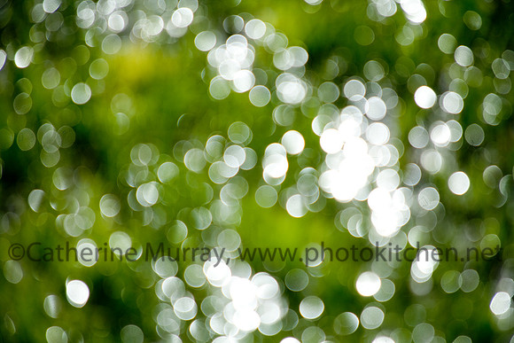 Oregon_PhotoKitchen_MG_5480