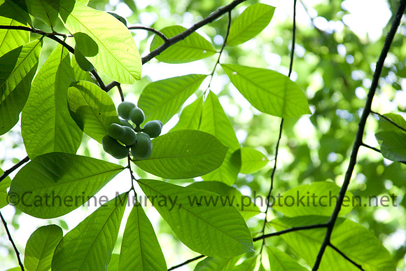 EC_PawPaws_PhotoKitchen_MG_0779