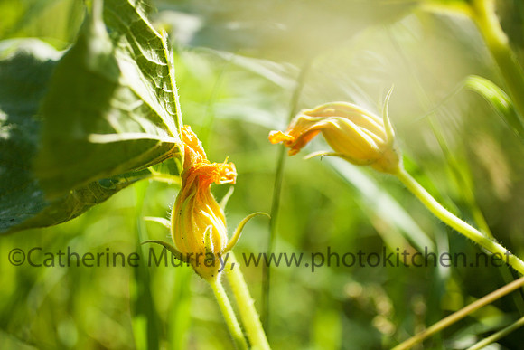 092_WAY082914_PhotoKitchen_MG_4575