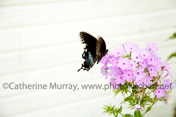 EC_Oakvale_PhotoKitchen_MG_8222