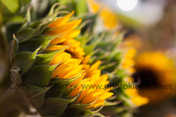 WFM092714_PhotoKitchen_MG_3114
