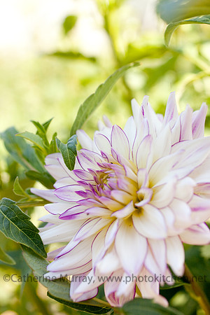 EC_SunnyMeadows_PhotoKitchen_MG_6348