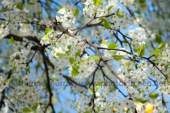 Spring_PhotoKitchen_MG_7738