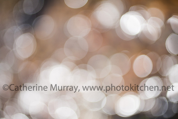 Oregon_PhotoKitchen_MG_5492