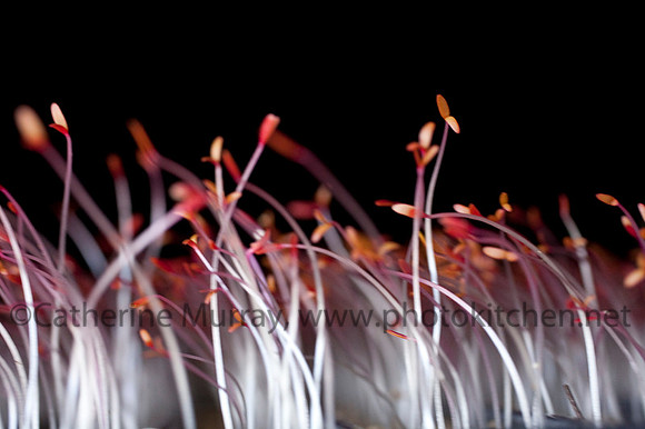 EC_ChefsGarden_PhotoKitchen_MG_5132