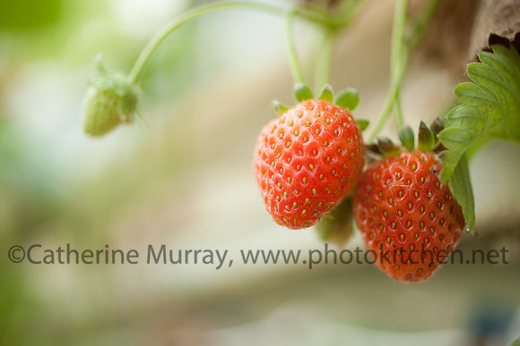EC_VanScoy_PhotoKitchen_MG_2955