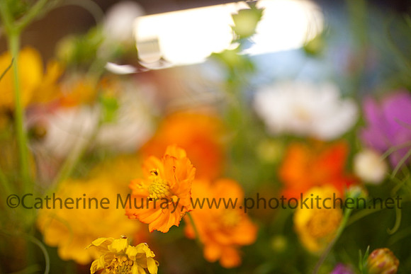 EC_SunnyMeadows_PhotoKitchen_MG_6702