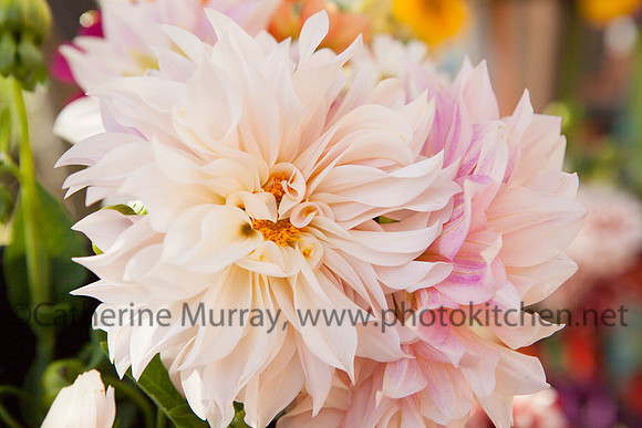 WFM092714_PhotoKitchen_MG_3088