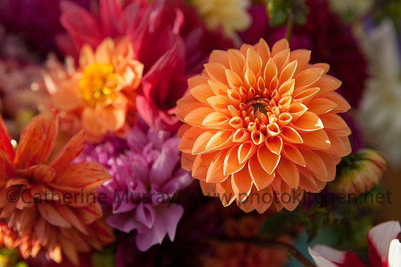 WFM092714_PhotoKitchen_MG_3097