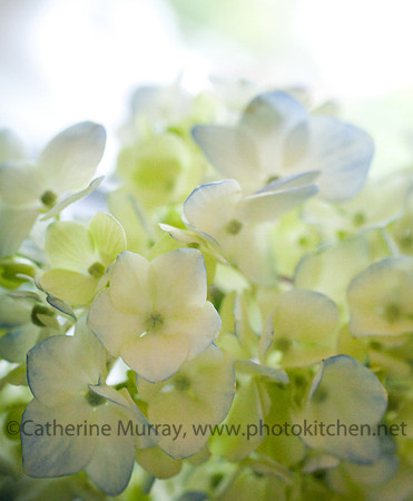 242_CJWedding_PhotoKitchen_MG_9784