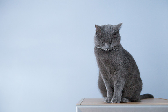081_18_037_PhotoKitchen_PetPhotography