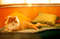 022_08_001_PhotoKitchen_PetPhotography