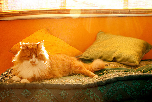 022_08_001_PhotoKitchen_PetPhotography