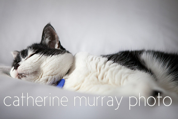 Soft Black and White Cat Lounging on Bed