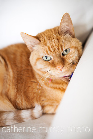 Orange Striped Cat Looking At Camera