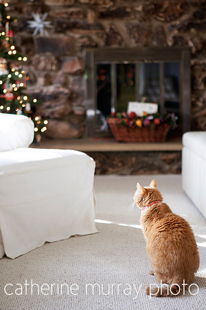 Cat waiting for Santa