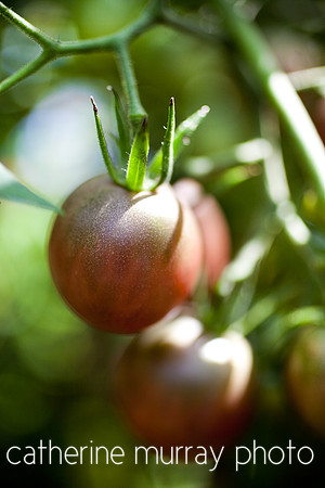 Tomatoes Growing on the Vine