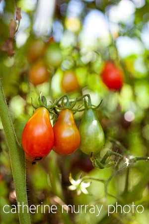 Tomatoes on the vine