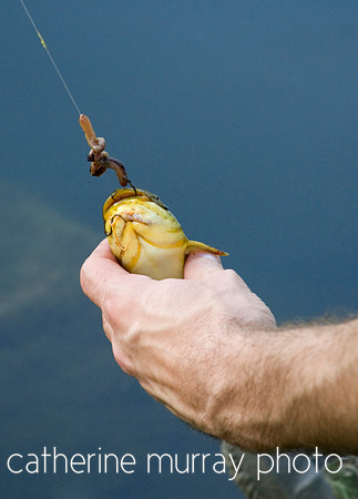 Caught Fish with Belly Showing