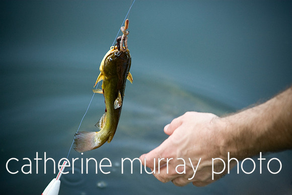 Reaching for Caught Fish
